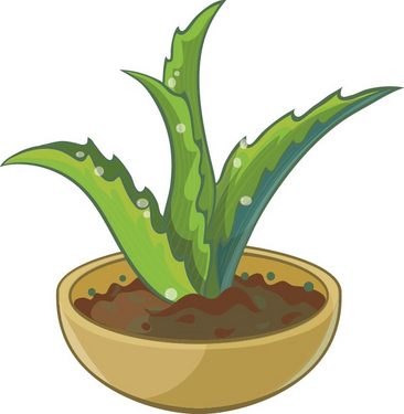 芦荟手绘素材