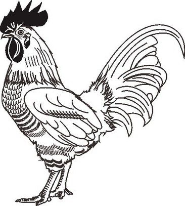 夸张手绘鸡素材