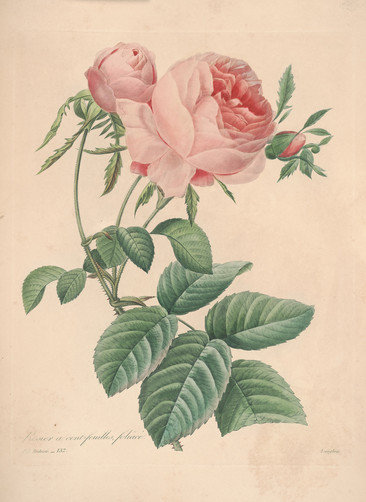 复古粉花装饰画