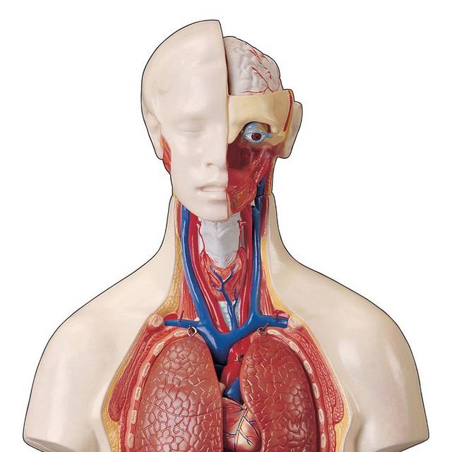 人体器官图