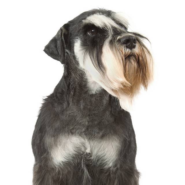 雪纳瑞犬