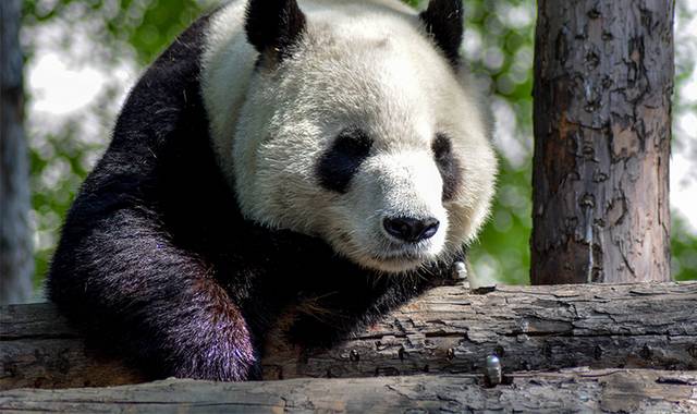 大熊猫的图片