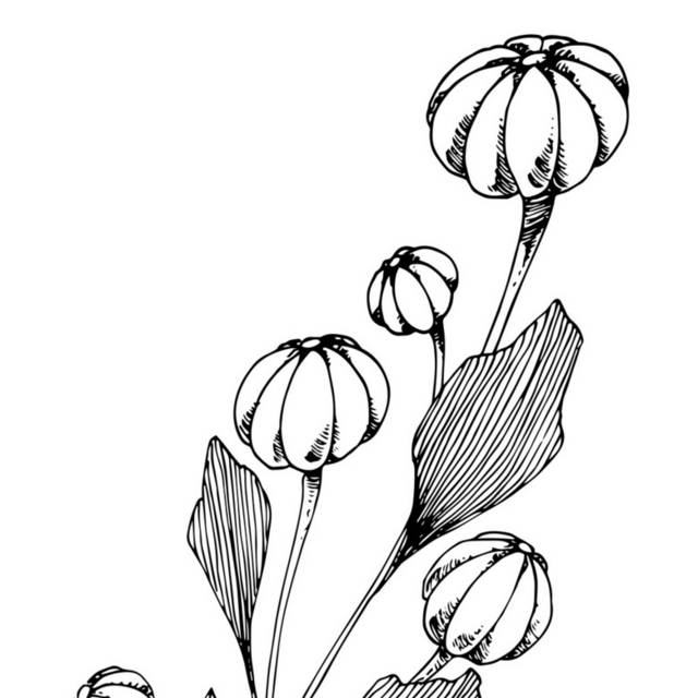 黑白花卉插画3