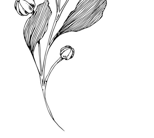 黑白花卉插画3