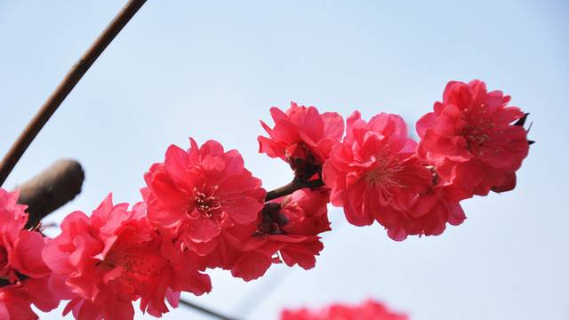 梅花图片