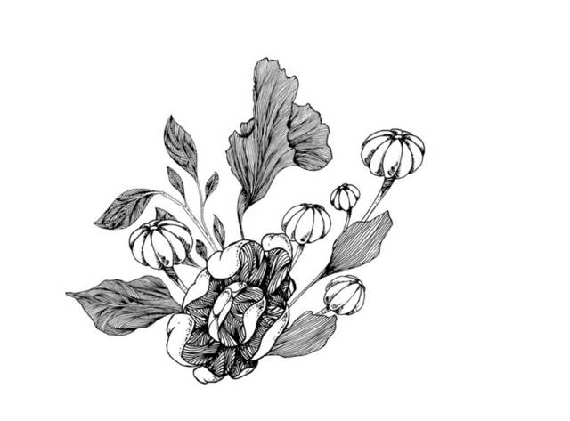 黑白花朵插画9