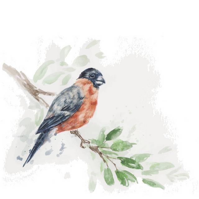 鸟