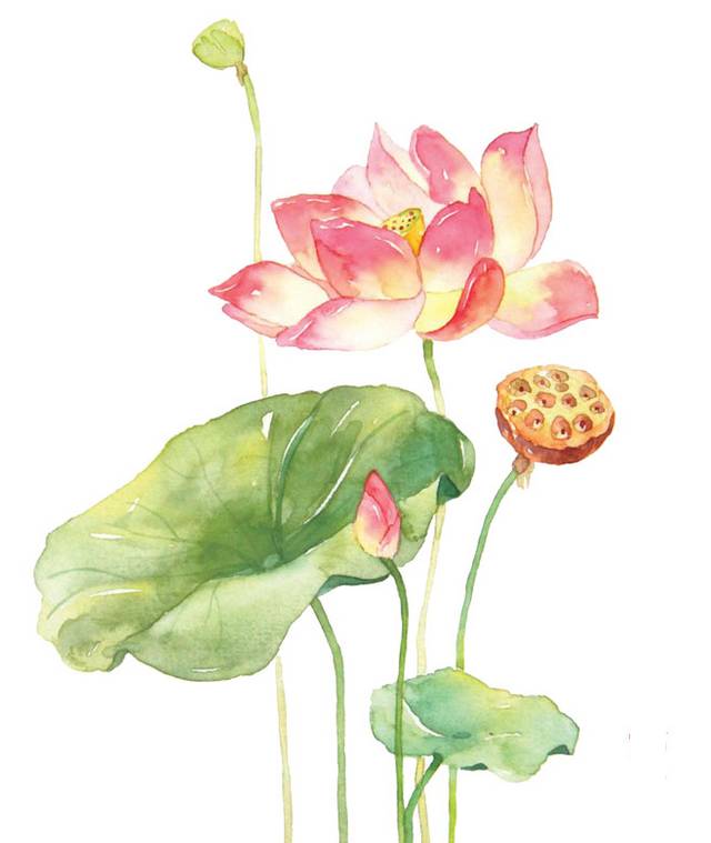 荷花