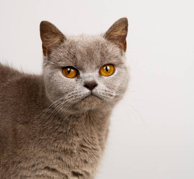 猫咪