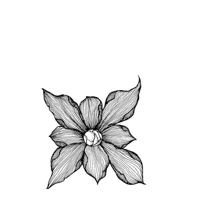 黑白花卉插画8