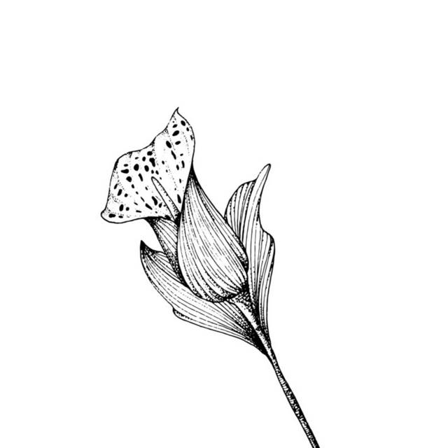 黑白花卉插画6