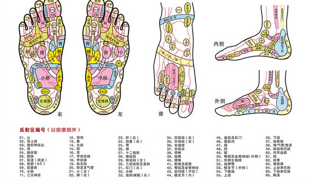 矢量足部穴位图