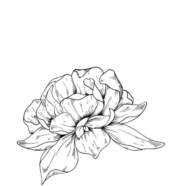 黑白花卉插画12