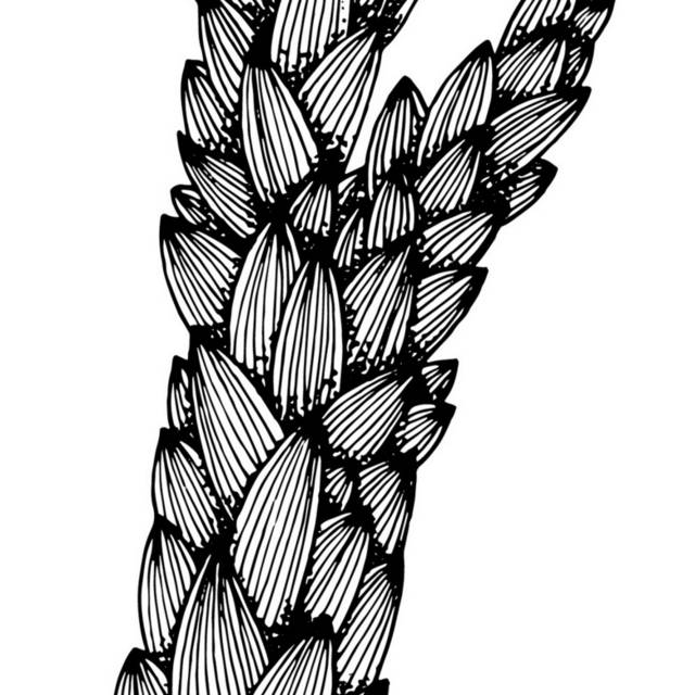 黑白植物插画8