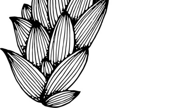 黑白植物插画8