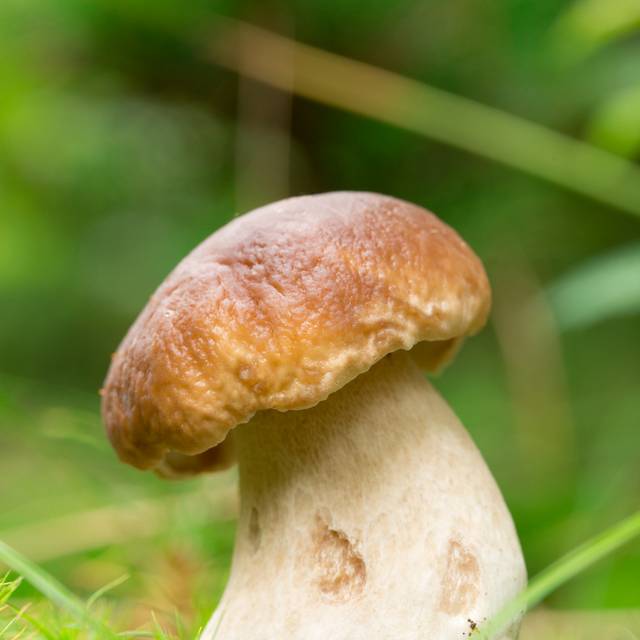 蘑菇