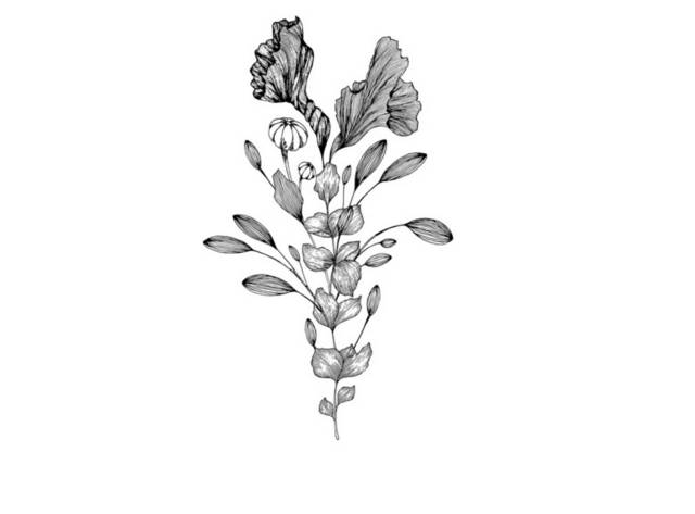 黑白花朵插画3