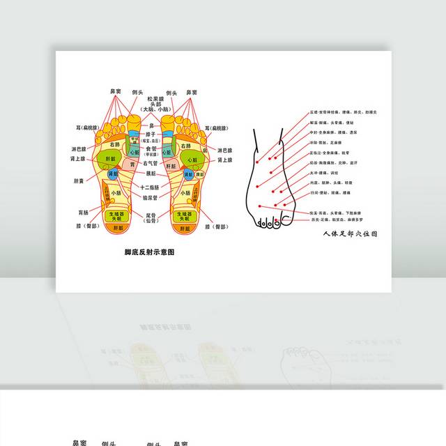 脚底足底穴位图