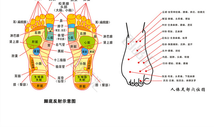 腳底足底穴位圖_圖品彙