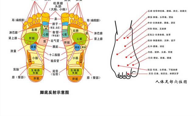 脚底足底穴位图