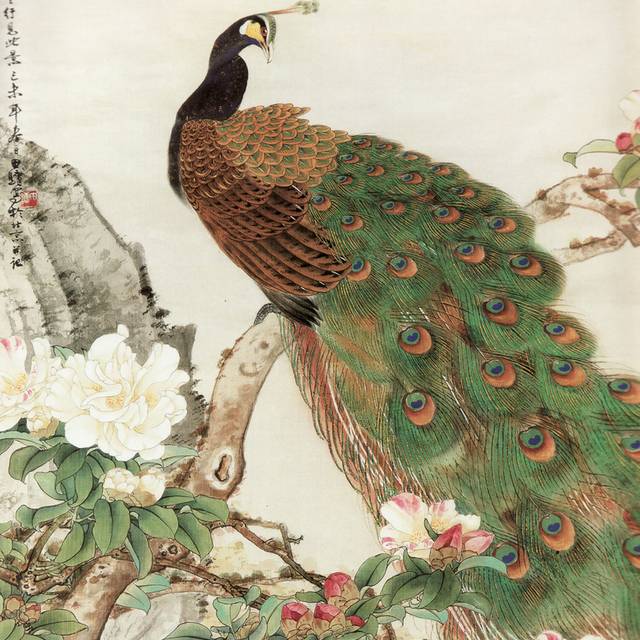 孔雀