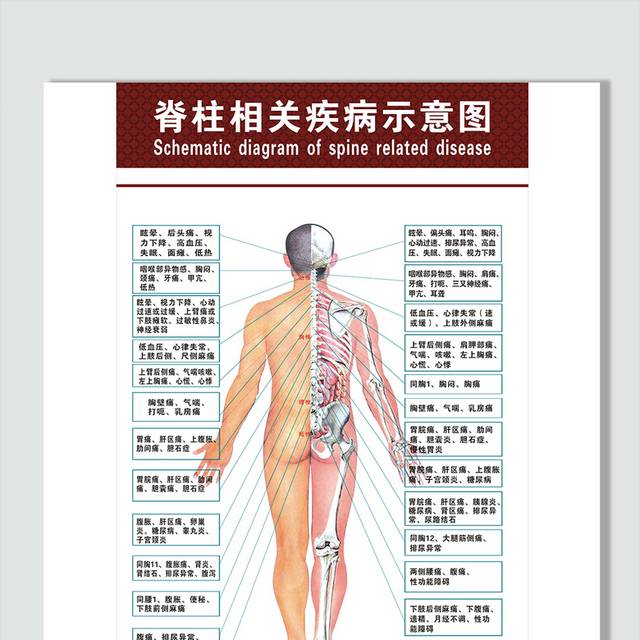 人体脊柱穴位图