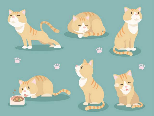 猫