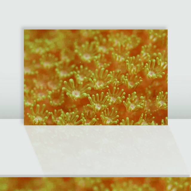 橙色珊瑚图片