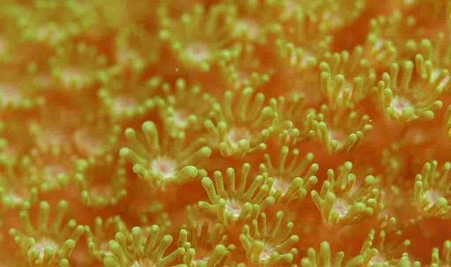 橙色珊瑚图片