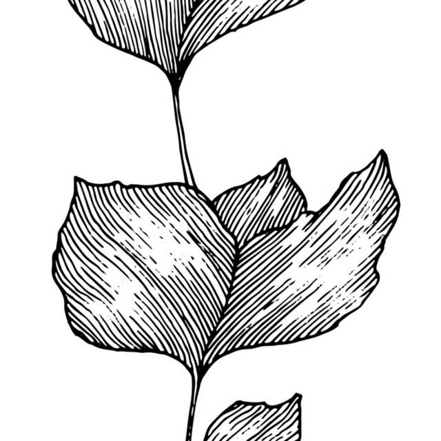 黑白植物插画2