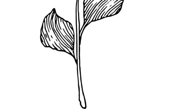 黑白植物插画2