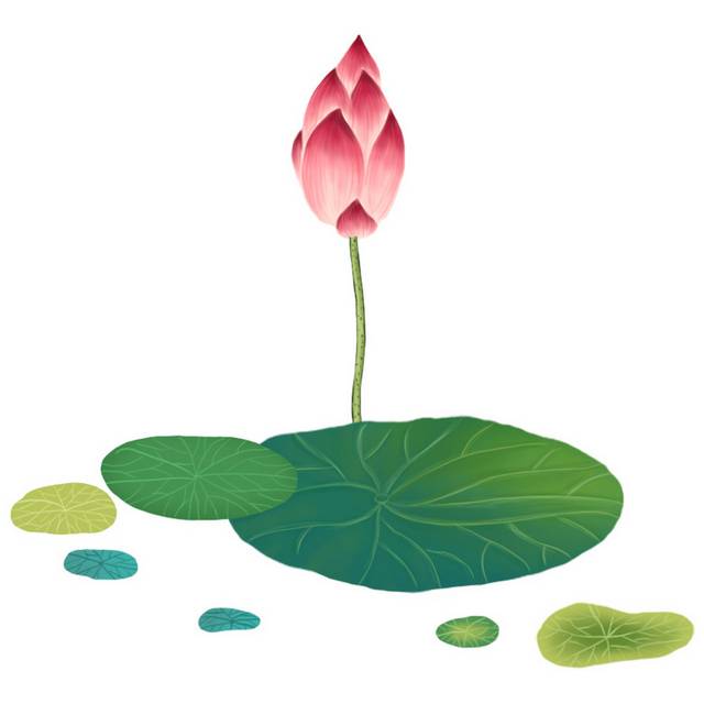 荷花