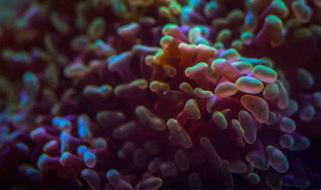 海底生物珊瑚
