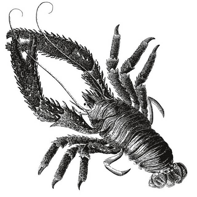 手绘海洋生物
