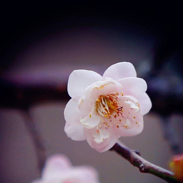梅花图片
