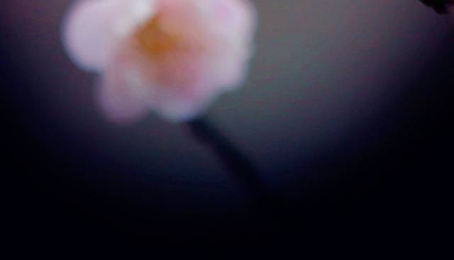 梅花图片
