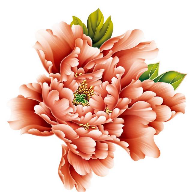 牡丹