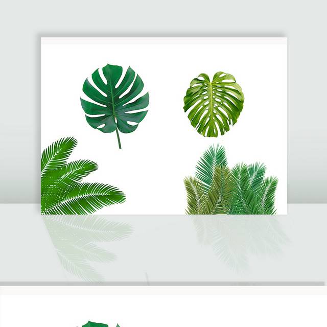 热带植物绿叶图片