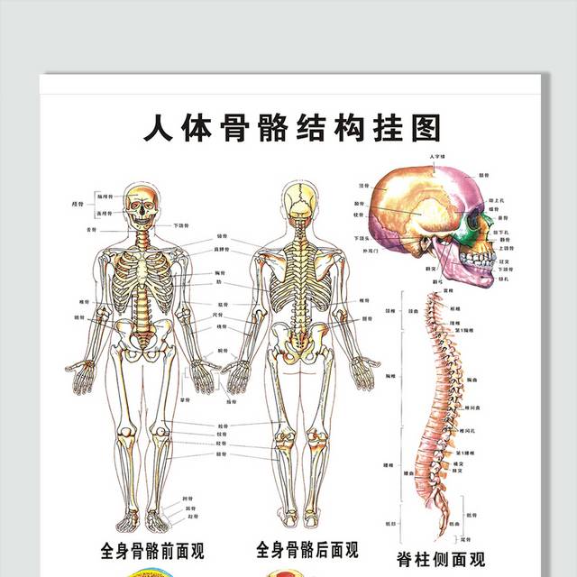 矢量人体骨骼结构图