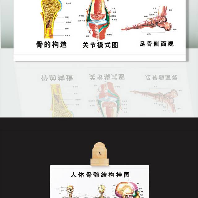 矢量人体骨骼结构图