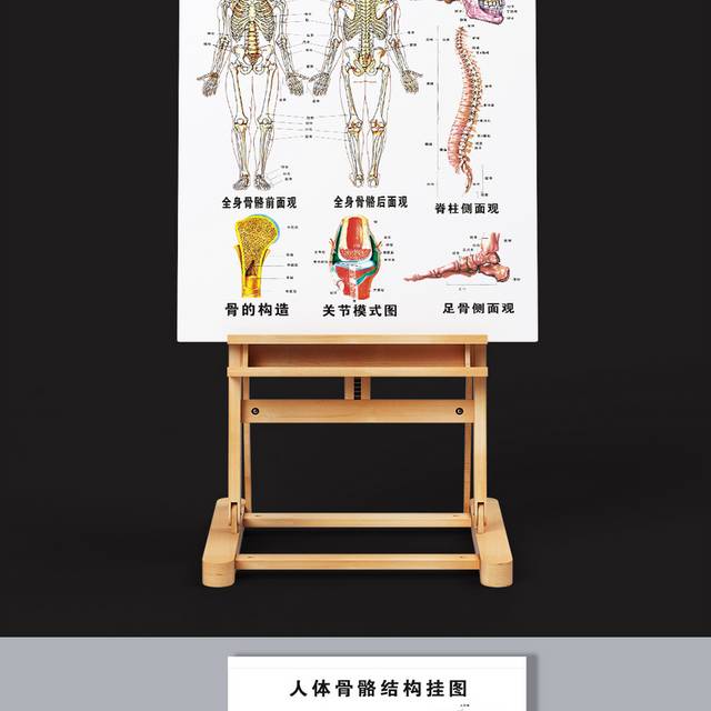 矢量人体骨骼结构图