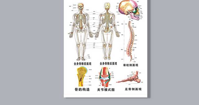 矢量人体骨骼结构图