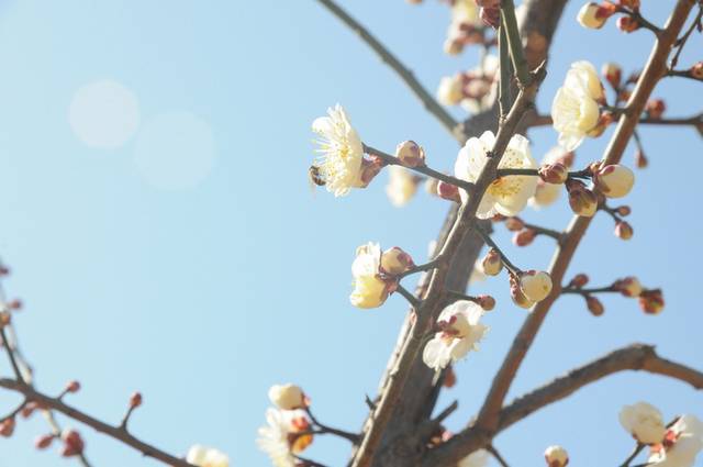 梅花图片