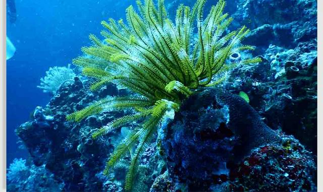 海洋生物珊瑚图片