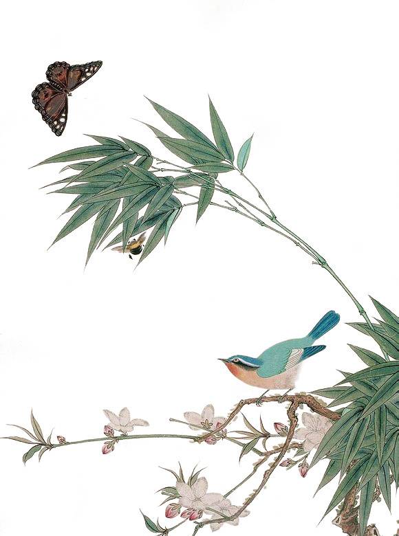 蝴蝶素材