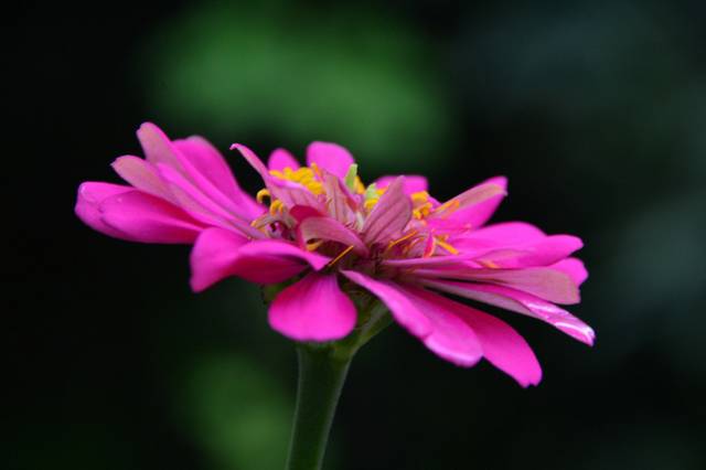 花卉