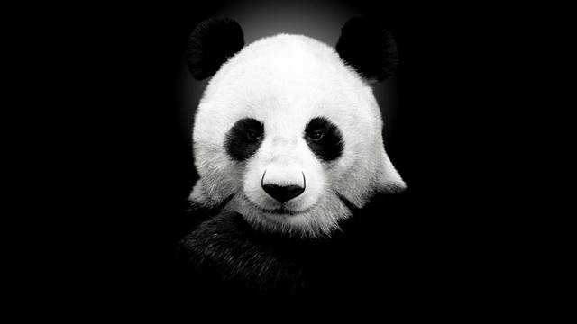 大熊猫图片