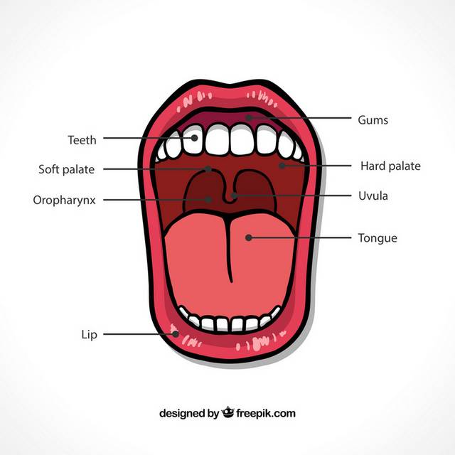 口腔器官示意图