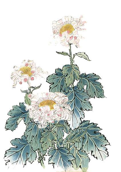 菊花