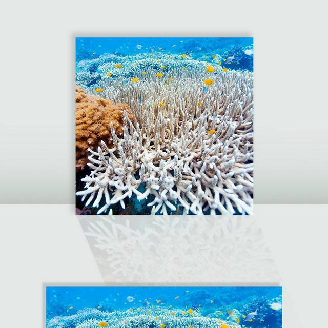 海洋珊瑚生物